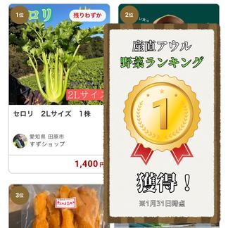 セロリ　Mサイズ　2株 Mサイズ2株 野菜/セロリ通販