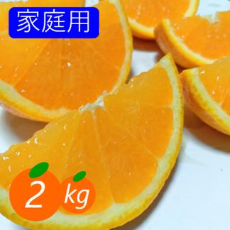 家庭用】清見 2kg 果汁たっぷり香りよし♡愛媛みかん！！ | 果物 