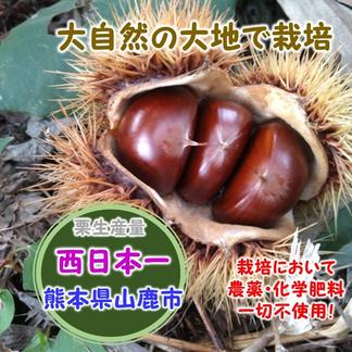 西日本一山鹿産和栗！たくさん1kg箱入り | 果物/栗 産直アウル 農家 