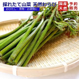 《予約受付》採れたて山菜天然わらび500gわらび漬・おひたし等で ５００ｇ 野菜/山菜通販