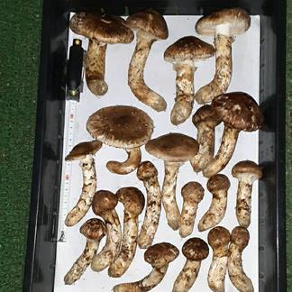 松茸　長野県産信州　250グラム　10月22日正午取れたて 本日、取れたて 信州産 松茸（松茸 長野県産信州 250グラム 10月