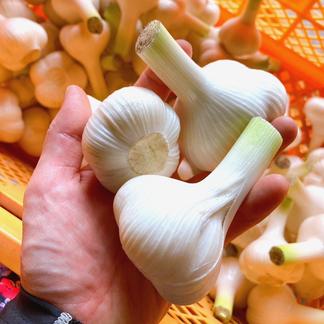 ホワイト6片種青森県産 にんにく（ニンニク） Lサイズ球15kg