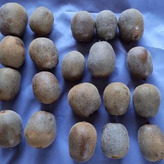 まるひろ農園のキゥイフルーツ 果物 キウイフルーツ 産直アウル 農家から直接野菜などの食材を購入できる産地直送の宅配通販サイト