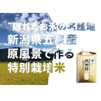 R6年新米】減農薬栽培米キヌヒカリ （令和6年産新米 予約受付中