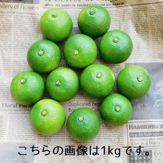 自然栽培 まろやかな酸味 農薬 肥料を使わずに育てた大分県特産の かぼす 3kg ｂ品も含む無選別品 果物 柑橘類 産直アウル Owl 農家から直接野菜などの食材を購入できる産地直送の宅配通販サイト