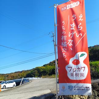 香川県 観音寺産 讃岐しらぬひ コロ丸 5kg 果物 柑橘類 産直アウル Owl 農家から直接野菜などの食材を購入できる産地直送の宅配通販サイト