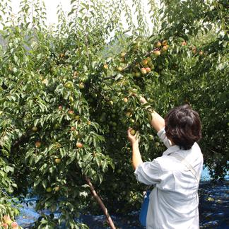 紀州みなべの南高梅「青梅」（大粒3L・4L）約10kg[限定数] | 果物 