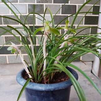 春蘭 | 花・植物/花・植物 産直アウル 農家から直接野菜などの食材を 