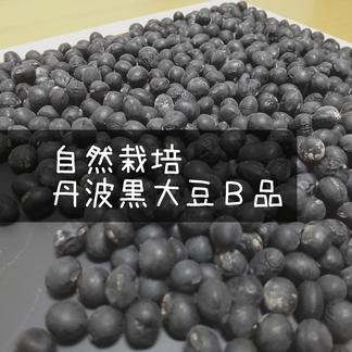 高級品】B品 農薬不使用 化学肥料不使用 黒豆 丹波黒豆