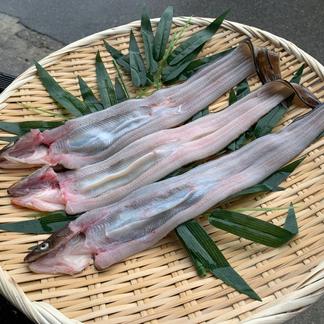 [明石名物]天然穴子（中） 中サイズ（開く前は150g前後）の穴子を3匹 魚介類/穴子(生)通販