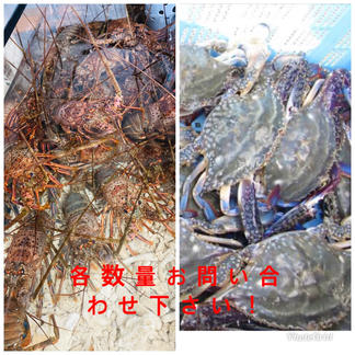 訳あり活伊勢海老 渡り蟹よくばりセット 各1キロずつ 魚介類 カニ 産直アウル Owl 農家から直接野菜などの食材を購入できる産地直送の宅配通販サイト