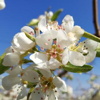 先行販売１ ラフランス３ｋｇ パリパリからジュルジュルまで お好みの硬さをドンピシャで明示 皮ごと食べられるラフランス 約3kg 果物 梨 産直アウル 農家から直接野菜などの食材を購入できる産地直送の宅配通販サイト