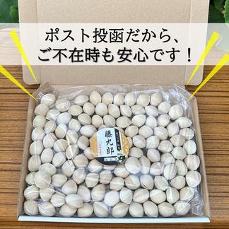 2024年(新物) 銀杏(九寿) 無農薬