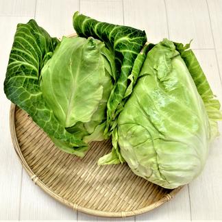 農薬不使用 無農薬 栽培 柔らかくて美味しい とんがりキャベツ 野菜 キャベツ 産直アウル 農家から直接野菜などの食材を購入できる産地直送の宅配通販サイト