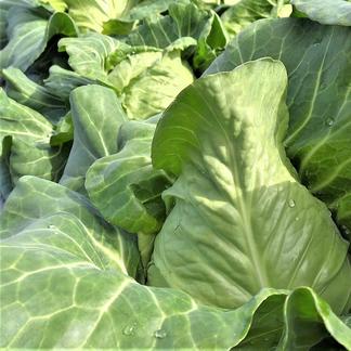 農薬不使用 無農薬 栽培 柔らかくて美味しい とんがりキャベツ 野菜 キャベツ 産直アウル 農家から直接野菜などの食材を購入できる産地直送の宅配通販サイト