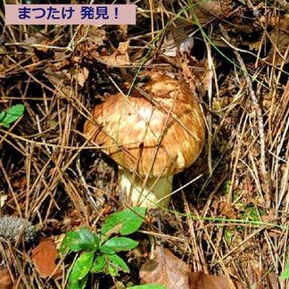 国産天然松茸】150g前後(140~170g) 山形産 秋はきのこ、きのこは 