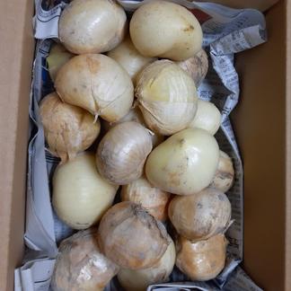 生ジャンボにんにく·大中小バラ10キロ