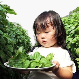 受注販売 香りが凄い バジル イタリア品種 イタリアンクラシコ 野菜 ハーブ 産直アウル Owl 農家から直接野菜などの食材を購入できる産地直送の宅配通販サイト