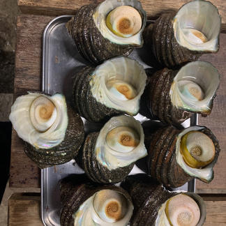 佐伯産 天然サザエ 3キロ 合同会社 魚介類 サザエ Owl アウル 農家から直接野菜などの食材を購入できる産地直送の宅配通販サイト