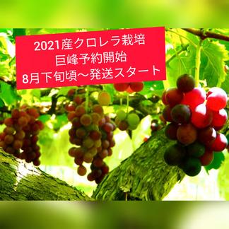 人に自然に優しく クロレラ栽培巨峰2キロ 6 8房入り 果物 ぶどう 産直アウル Owl 農家から直接野菜などの食材を購入できる産地直送の宅配通販サイト