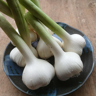 ニンニク 900g 野菜 にんにく Owl アウル 農家から直接野菜などの食材を購入できる産地直送の宅配通販サイト