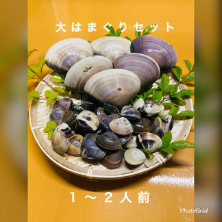 大はまぐりセット 1 2人前 魚介類 蛤 産直アウル Owl 農家から直接野菜などの食材を購入できる産地直送の宅配通販サイト