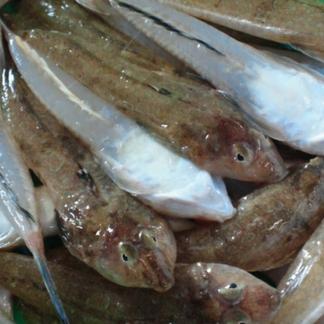 ガッチョ カラメ メゴチ唐揚げ500g2袋入 魚介類 その他魚介の加工品 産直アウル Owl 農家から直接野菜などの食材を購入できる産地直送の宅配通販サイト