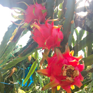 新入荷 国産 夏季限定 喜界島産ドラゴンフルーツ 赤 レッドピタヤ 約3 0kg Owl配送 冷蔵 果物 その他果物 産直アウル Owl 農家から直接野菜などの食材を購入できる産地直送の宅配通販サイト