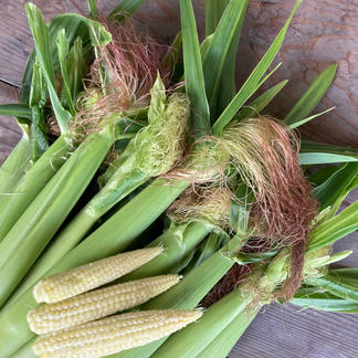 1kg ヤングコーン 農薬不使用 野菜 とうもろこし Owl アウル 農家から直接野菜などの食材を購入できる産地直送の宅配通販サイト