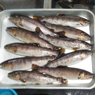 清流の女王 アマゴ 匹 内臓 エラ処理済 魚介類 川魚 産直アウル Owl 農家から直接野菜などの食材を購入できる産地直送の宅配通販サイト