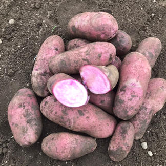 彩りジャガイモ 3色セット 野菜 じゃがいも Owl アウル 農家から直接野菜などの食材を購入できる産地直送の宅配通販サイト