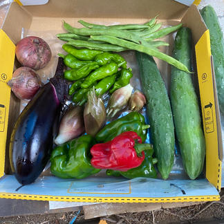 鈴木清友農家 一人暮らし用 無 野菜 セット 詰め合わせ Owl アウル 農家から直接野菜などの食材を購入できる産地直送の宅配通販サイト