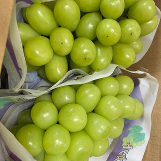 シャインマスカット ２ｋｇ あすなろ園 果物 ぶどう Owl アウル 農家から直接野菜などの食材を購入できる産地直送の宅配通販サイト