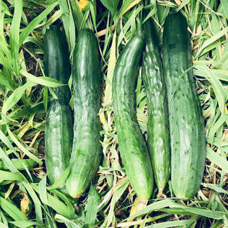 カリッ やみつききゅうり 5キロ以上いっぱい 夏限定販売 あんしん農薬不使用野菜 自然栽培 無農薬 無肥料 自然農法 北海道 東北 沖縄のお客様は送料が変わりますので 購入前にご連絡下さい 野菜 きゅうり 産直アウル Owl 農家から直接野菜などの