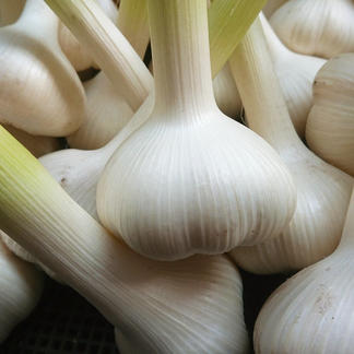 ニンニク 900g 野菜 にんにく Owl アウル 農家から直接野菜などの食材を購入できる産地直送の宅配通販サイト