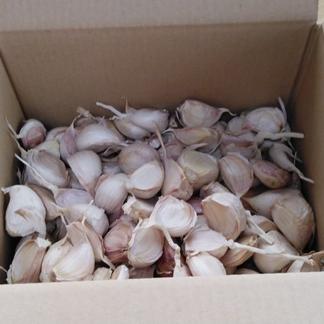 1kg詰め 和想の乾燥ニンニクこと ワ 野菜 にんにく Owl アウル 農家から直接野菜などの食材を購入できる産地直送の宅配通販サイト