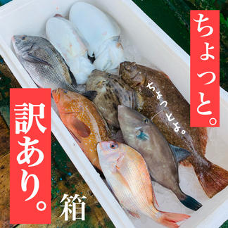 ちょっと 訳あり 魚介類 セット 詰め合わせ Owl アウル 農家から直接野菜などの食材を購入できる産地直送の宅配通販サイト