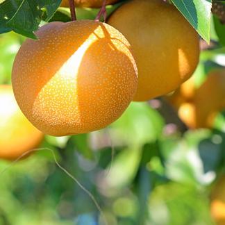 予約 豊水 梨 6 7個 大玉 愛媛県産 豊水梨 ナシ なし 果物 梨 産直アウル Owl 農家から直接野菜などの食材を購入できる産地直送の宅配通販サイト