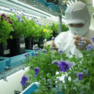 エディブルフラワー 食用花 ビオラ輪 その他 食用花 産直アウル Owl 農家から直接野菜などの食材を購入できる産地直送の宅配通販サイト