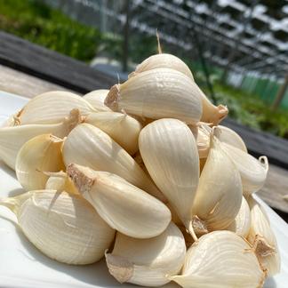 数量限定特別価格 国産の半生にんにく 野菜 にんにく Owl アウル 農家から直接野菜などの食材を購入できる産地直送の宅配通販サイト