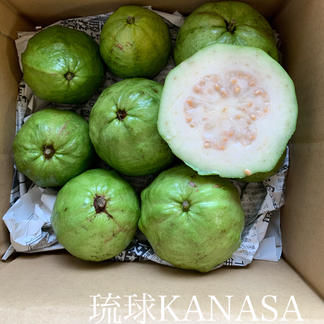 白グァバ １kg 果物 その他果物 産直アウル Owl 農家から直接野菜などの食材を購入できる産地直送の宅配通販サイト