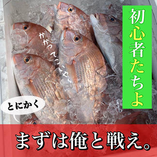初心者セット 瀬戸内鮮魚 魚介類 セット 詰め合わせ Owl アウル 農家から直接野菜などの食材を購入できる産地直送の宅配通販サイト