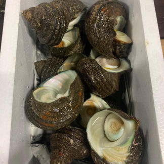 佐伯産 天然サザエ 3キロ 合同会社 魚介類 サザエ Owl アウル 農家から直接野菜などの食材を購入できる産地直送の宅配通販サイト