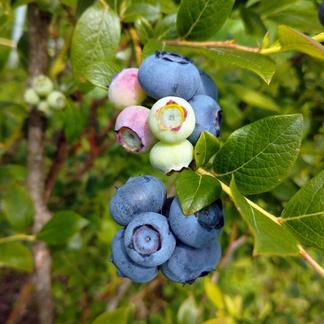 完熟ハイブッシュ系ブルーベリー1kg 果物 その他果物 Owl アウル 農家から直接野菜などの食材を購入できる産地直送の宅配通販サイト