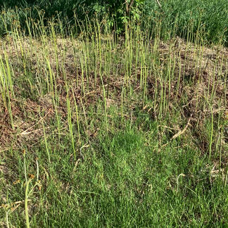 我が裏山で栽培してる天然ワラビ 1kg 野菜 山菜 Owl アウル 農家から直接野菜などの食材を購入できる産地直送の宅配通販サイト