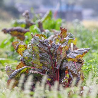 自然栽培 固定種のみ 1名様 野菜 セット 詰め合わせ Owl アウル 農家から直接野菜などの食材を購入できる産地直送の宅配通販サイト