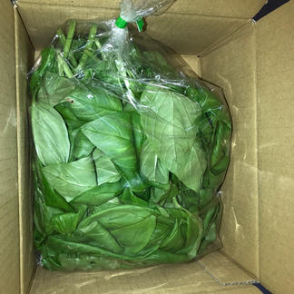 香りが強いスイートバジル 野菜 ハーブ 産直アウル Owl 農家から直接野菜などの食材を購入できる産地直送の宅配通販サイト