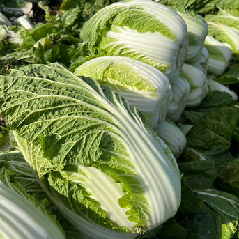 売切り】鍋も漬物も任せて！ジャンボ白菜2玉セット ｜ 野菜/白菜 産直