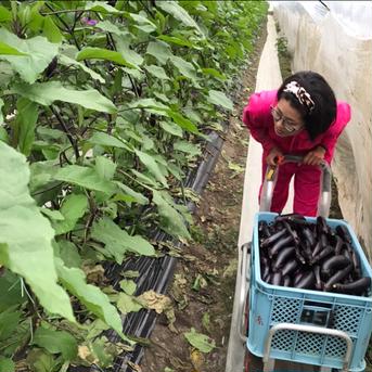 訳あり規格外🍆たっぷり召し上がれ🍆お多福野菜🍆千両茄子 10〜15本程　1.5〜2k 野菜/茄子通販