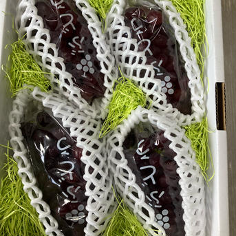 希少葡萄♡クイーンセブン３房♡1.5㎏♡数量限定♡ クイーンセブン 希少品種！種なし皮ごと 数量限定 房サイズ